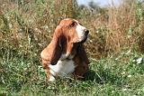 BASSET HOUND 229